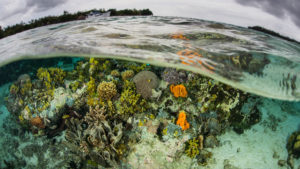 Oceanographer Career image of underwater coral and fish