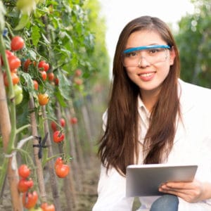 Female agricultural engineer with safety glasses holds a tablet and inspects a field of red ripened tomatoes