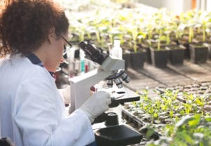 Woman in white coat using a microscope in a greenhouse filled with pots of young green leafed plants