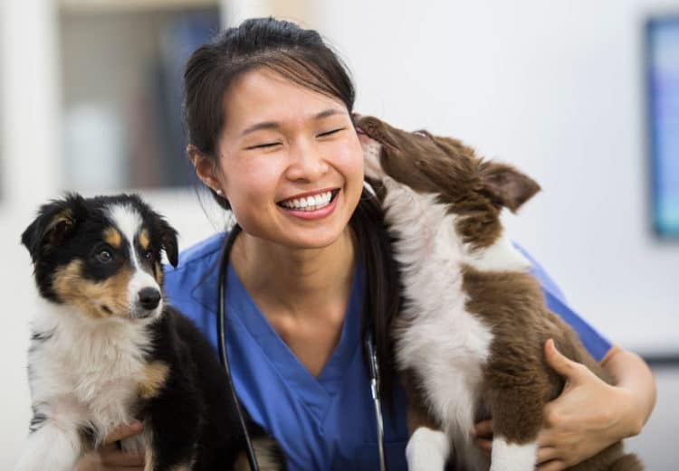 Veterinarian Major Career Girls