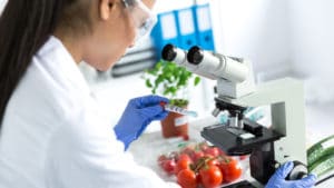 Female food scientist in white lab coat and blue nitrile gloves looks at a slide from a tomato plant underneath a microscope