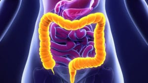 Gastroenterologist diagram illustration of the intestines and gut highlighted in yellow and red over a human body