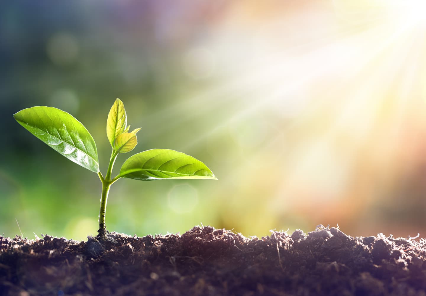 Photograph of a newly sprouted green plant with early morning rays of sun shining on it