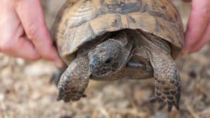 Woman zoologist and wildlife biologist carefully holds a turtle up by the shell above a sandy and gravelly beach