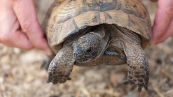 Zoology & wildlife Careers