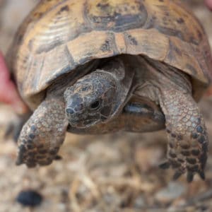 Zoologist & Wildlife Biologist Career image of a turtle being held in the air