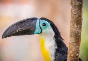 A yellow, white, black and blue toucan with a long beak on the tree branch