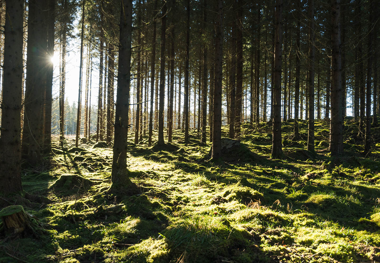 Green forest with trees and sunlight breaking through in the morning