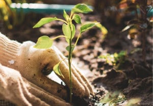 Horticulturalist carefully plants a small green leafed plant into the soil